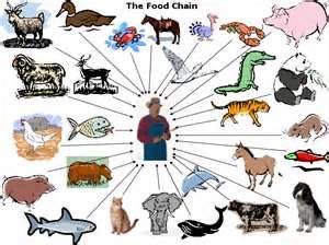 Animal Consciousness - Not Forcing Morals but Worth Consideration