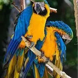 Blue-and-yellow (Blue-Gold)