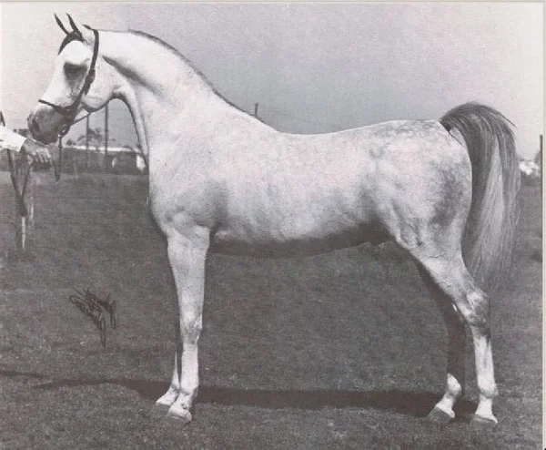 IBN ANTAR