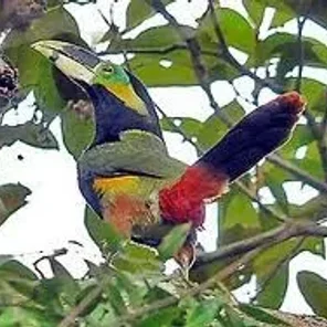 Gould's Toucanet
