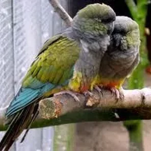 Patagonian Conure