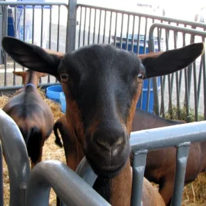 Oberhasli Goat