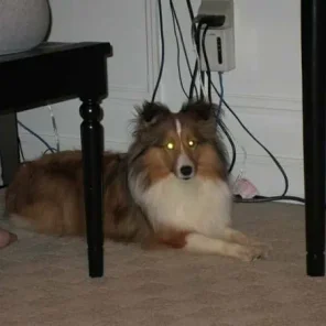 Lost Dog Reward - Sheltie resembles mini Lassie or Collie