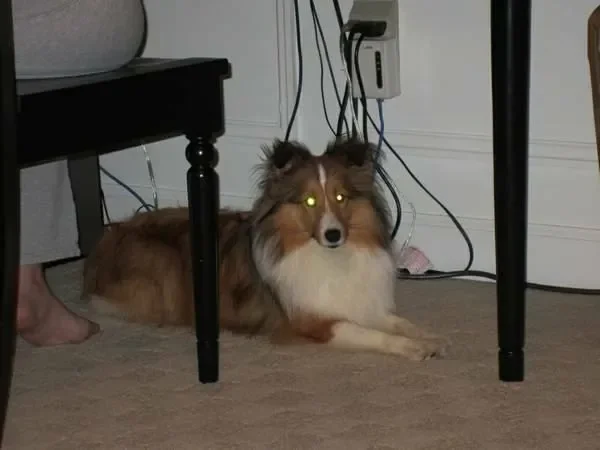 We lost our family dog Linus on the 4th of July. If you see him please reply to this post or call us at 703-447-1575 with location and time of the sighting.
