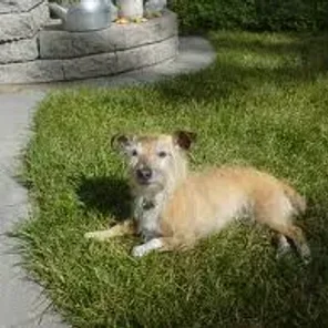 Jacairn (Designer Dog)