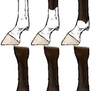 Horse Markings
