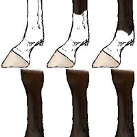 Markings on horses usually are distinctive white areas on an otherwise dark base coat color. Most horses have some markings, and they help to identify the horse as a unique individual.