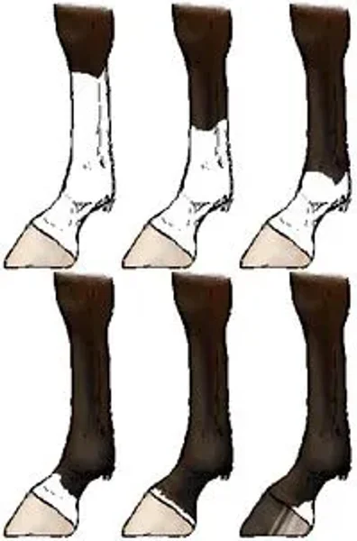 Markings on horses usually are distinctive white areas on an otherwise dark base coat color. Most horses have some markings, and they help to identify the horse as a unique individual.