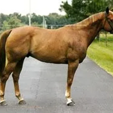 horse conformation #conformation
