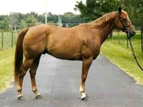 horse conformation #conformation