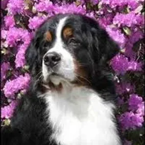 Bernefie (Designer Dog)