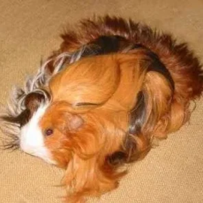 Silkie or Sheltie