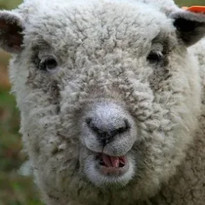 Olde English "Babydoll" Miniature Southdown