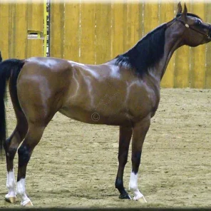 LADY MYSTIQUE M