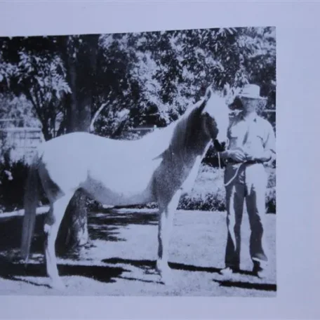 Rafa (Raseyn x Amaana) grey mare, foaled September 19, 1936
bred by W.K. Kellogg Institute