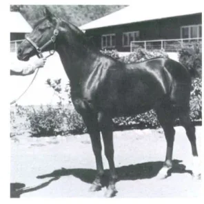 Ansarlah