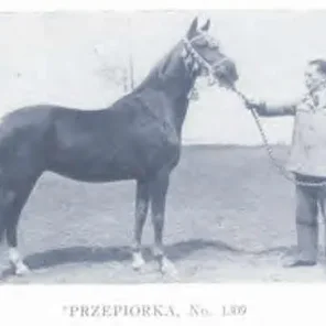 Przepiorka