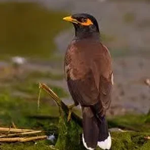 Bare Eyed Myna