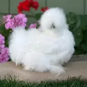 Silkie Bantam