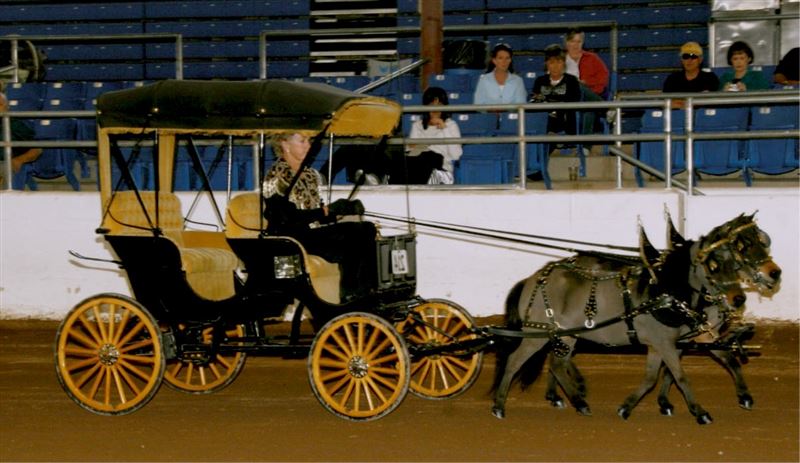 Arizona Touch of Class Miniature Horse Show