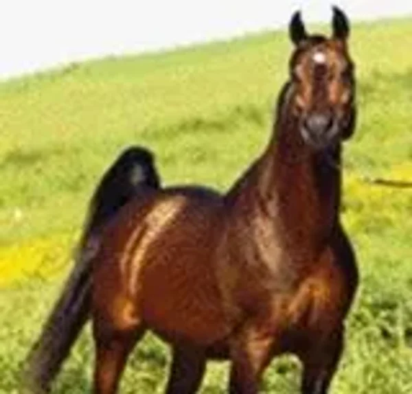 TAMERLAN