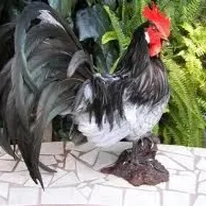 Blue Andalusian