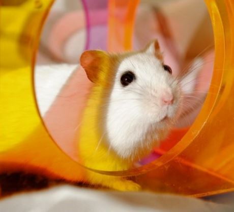 Hamster and Gerbil Enrichment: Keeping Your Pet Happy and Healthy!