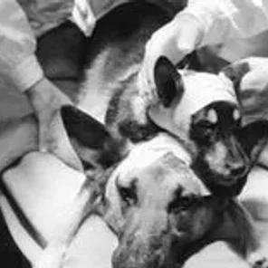 The Craziest Animal Experiments