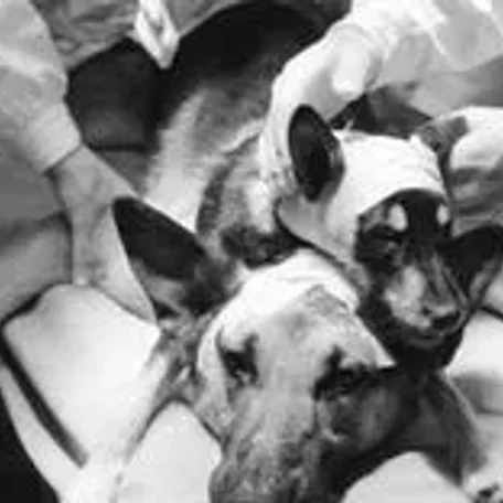 Animal Experiments Need to be OVER