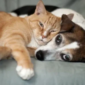 Health Benefits of Animals