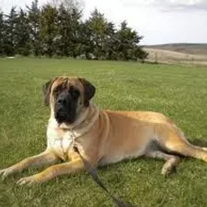 Saint Bermastiff (Designer Dog)