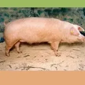 Dutch Landrace