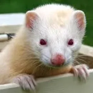 Albino