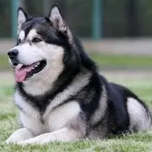 Alaskan Malamute