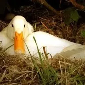 Pekin