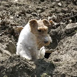 Earthdog Test