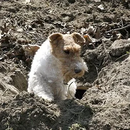 Earthdog