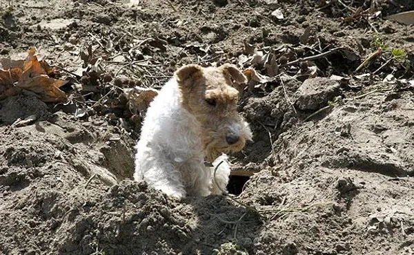 Earthdog