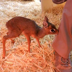 Keepers Raise Tiny Dik Dik at Pueblo Zoo