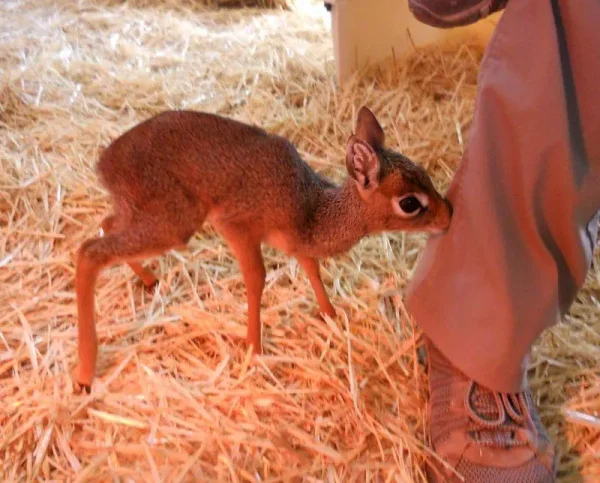 Keepers Raise Tiny Dik Dik at Pueblo Zoo