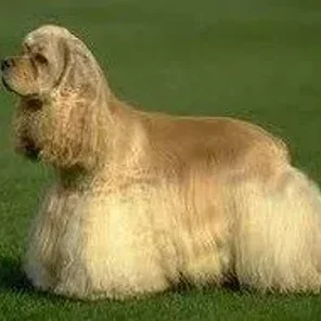 American Cocker Spaniel