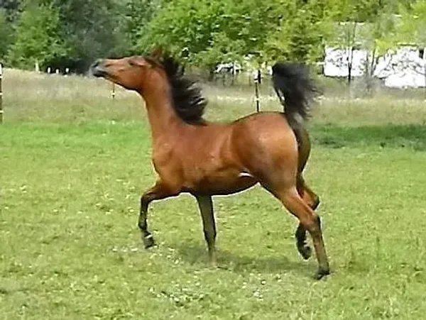 Maginata