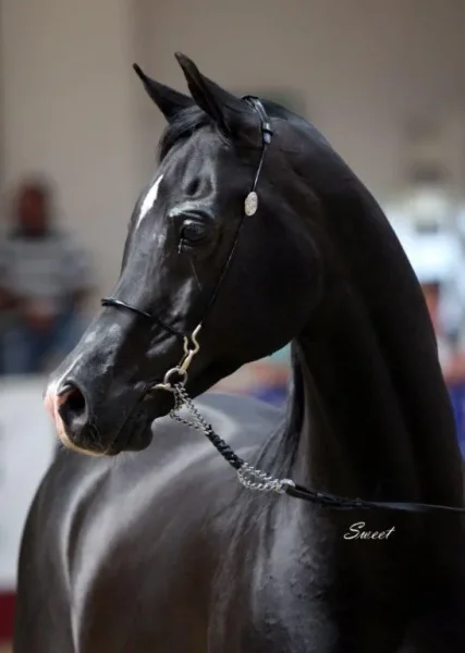 Solstis arabians