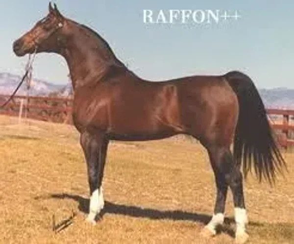 RAFFON