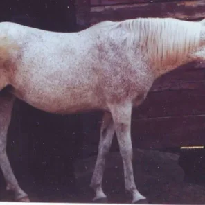 CENZURA