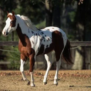 American Paint