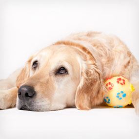 Dog Weakness and Lethargy: Causes and Treatments