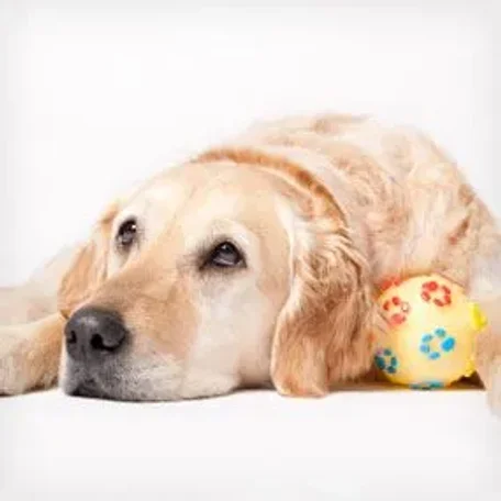 Dog Weakness and Lethargy: Causes and Treatments