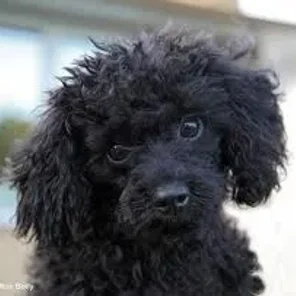 Toy Poodle