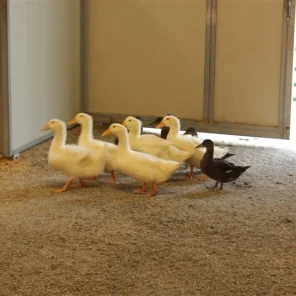 Winning Edge Arabians...farm Duck's